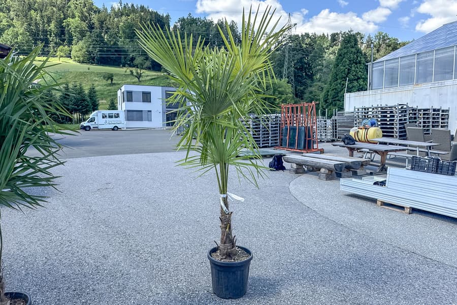 Grünpflanze Chamaerops Fortunei